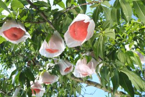 DSC_0011 のコピー 2