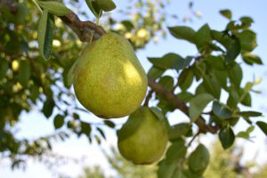 DSC_0026 のコピー