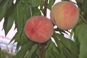 DSC_0057 のコピー